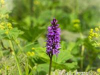 Geflecktes Knabenkraut Orchidee am Wegrand